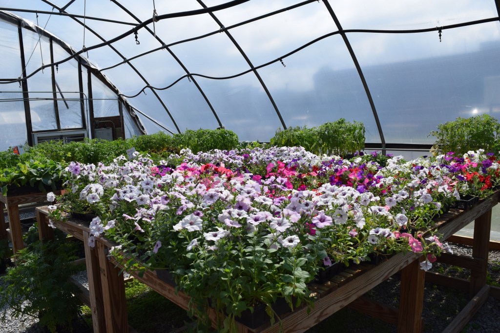 Bradley Central Greenhouse in Full Bloom