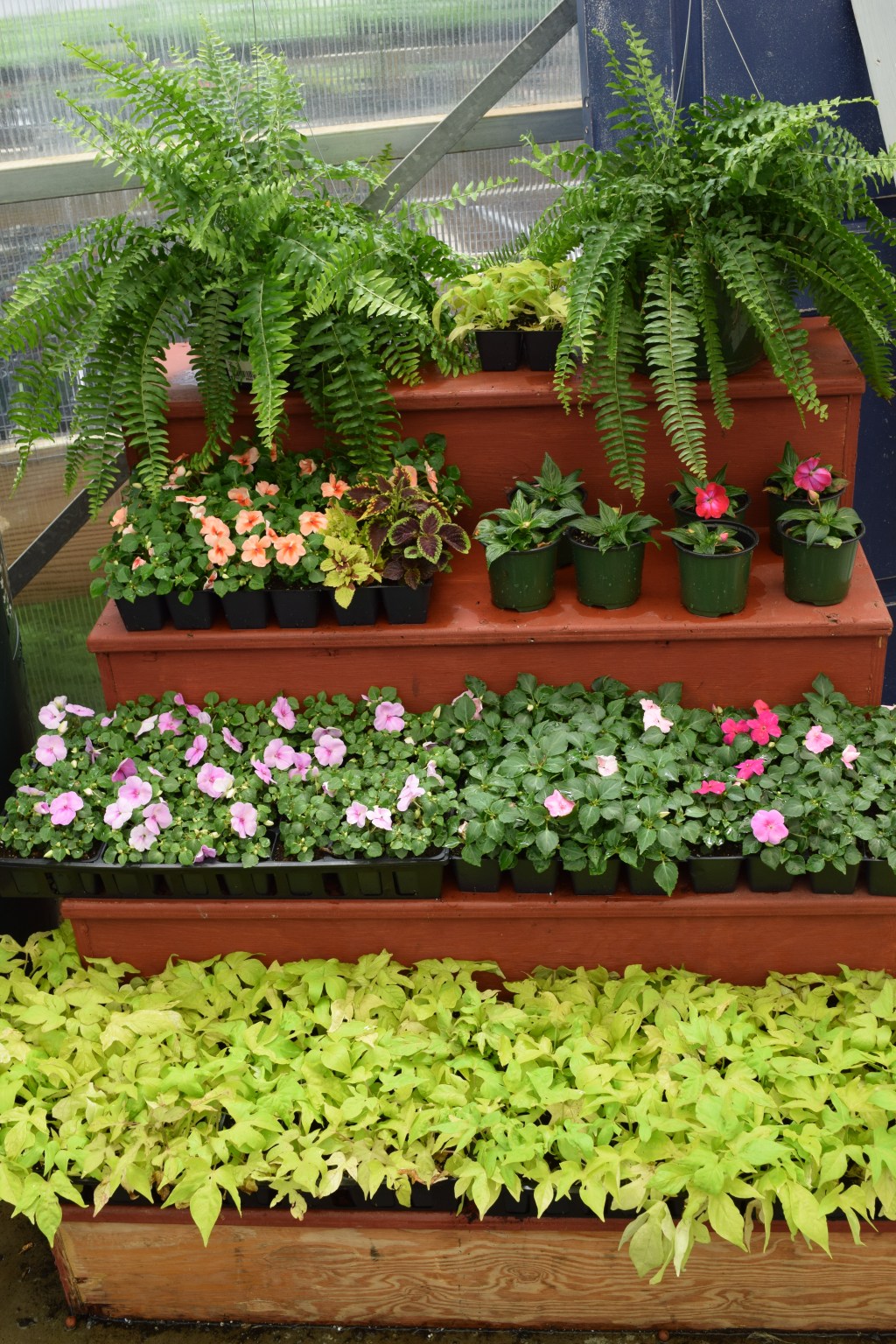 Plants are Flying off the Shelves at WVHS